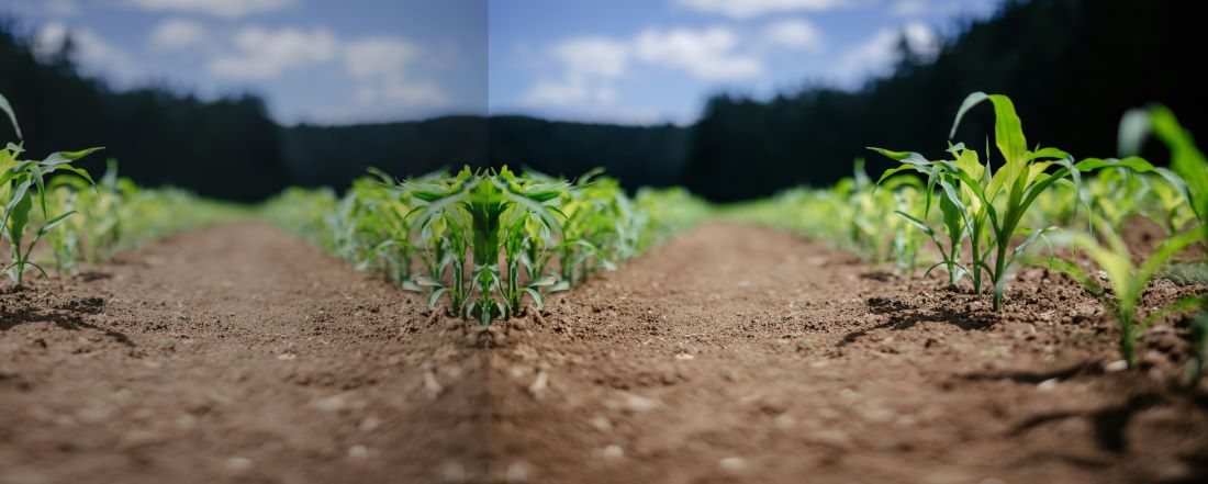 Maize field and arable soil